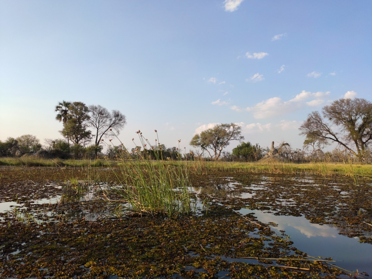 Zugewucherte Wasserfläche im Okavango-Delta