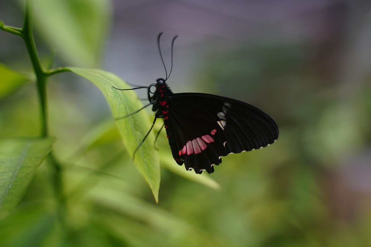 Schmetterling auf Pflanze