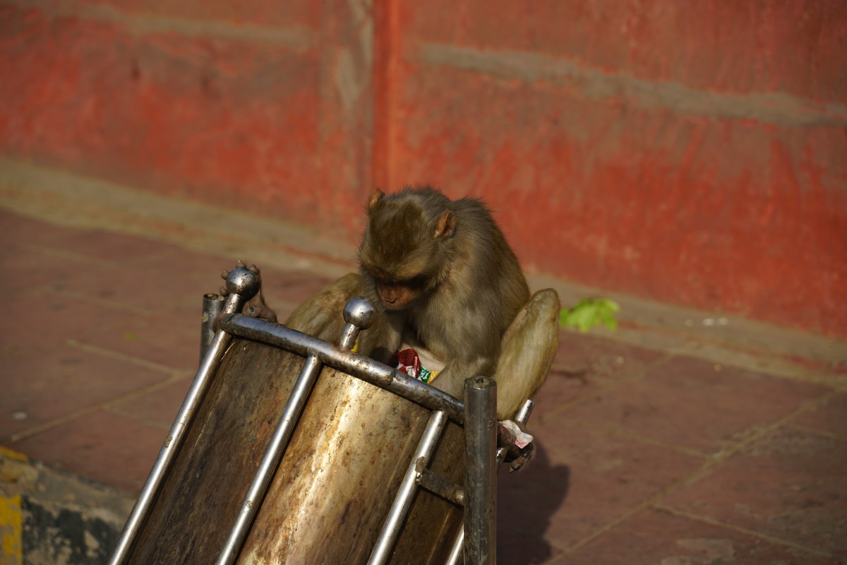 Ein Affe sitzt auf einem Mülleimer