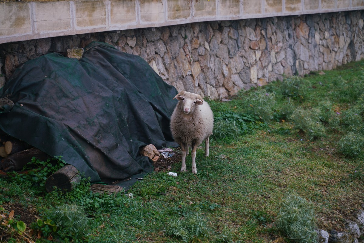 Schaf in Banyalbufar