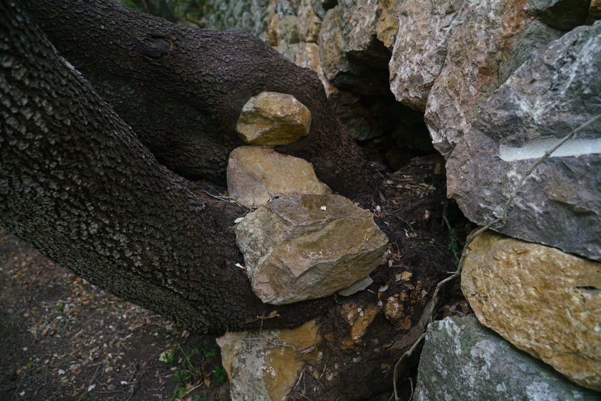 Drei Felsblöcke sind in einem Baum eingewachsen