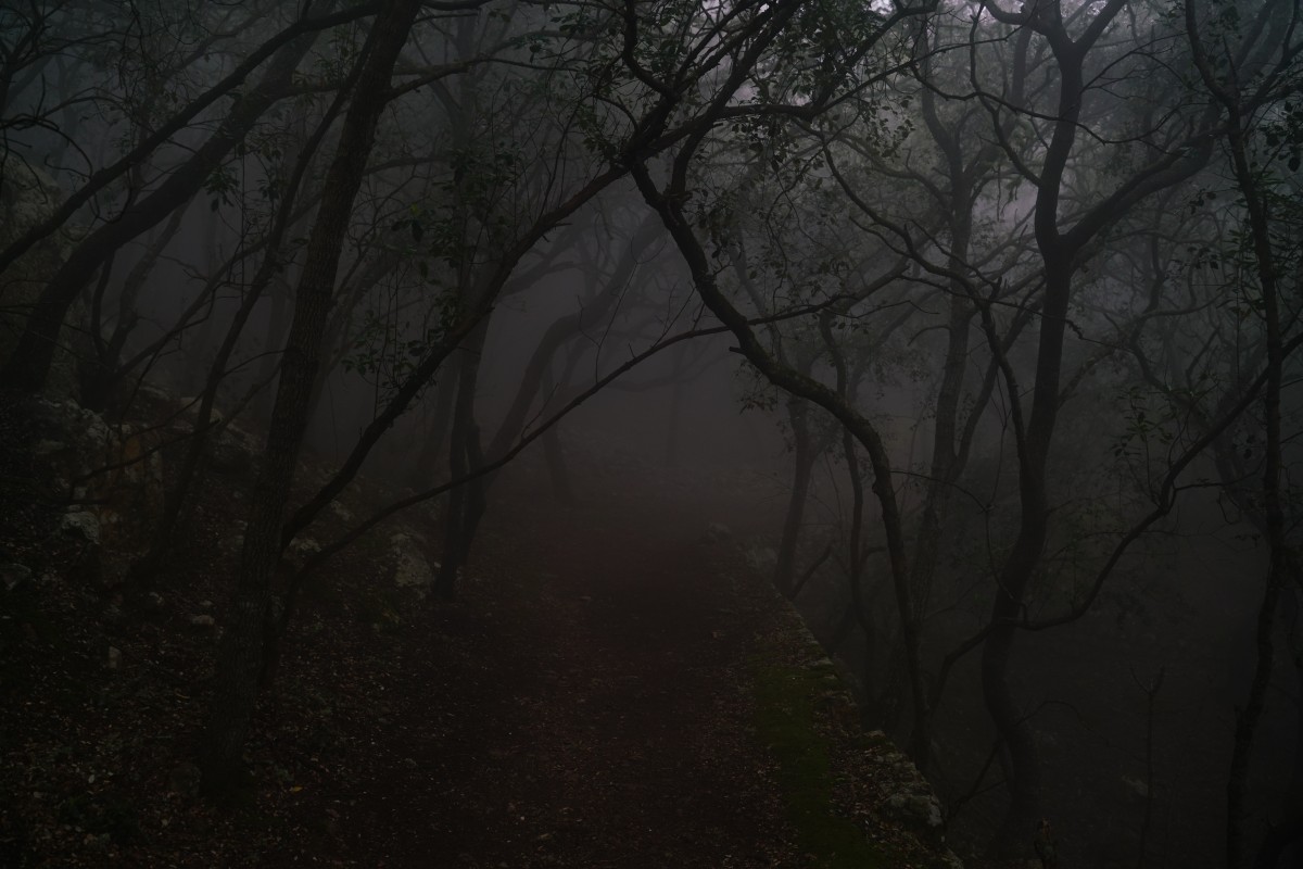 Dichter Nebel durchzieht einen dunklen Waldweg