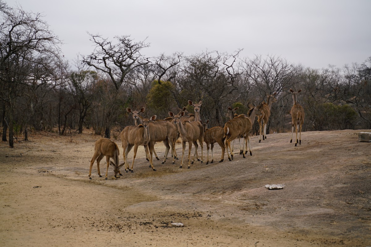 Große-Kudu-Weibchen
