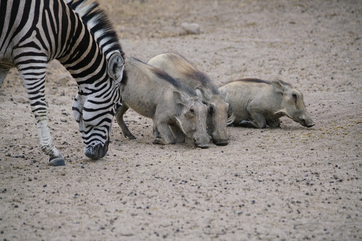 Warzenschweine und Zebra beim Fressen