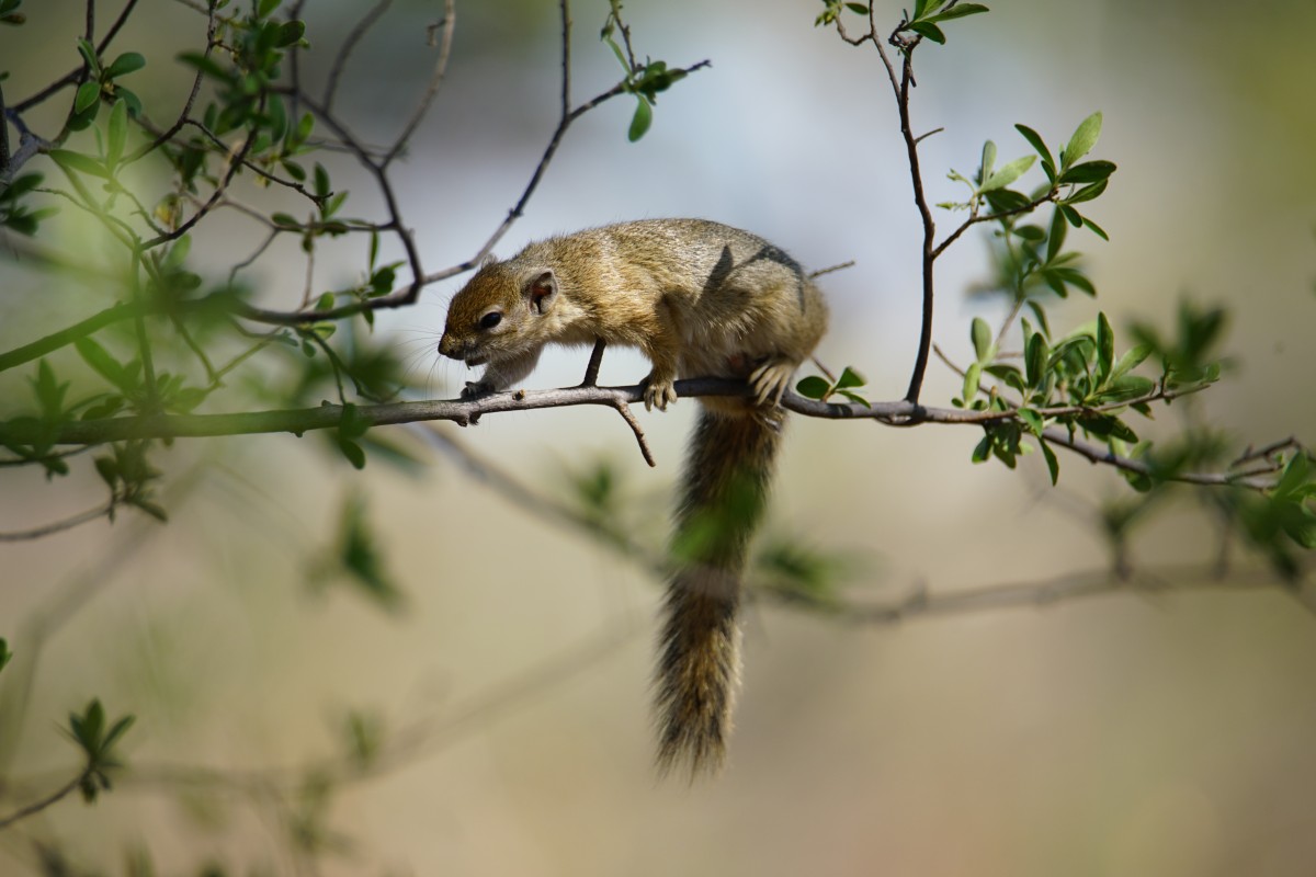Smith-Buschhörnchen (Gelbfuß-Buschhörnchen) auf einem Zweig
