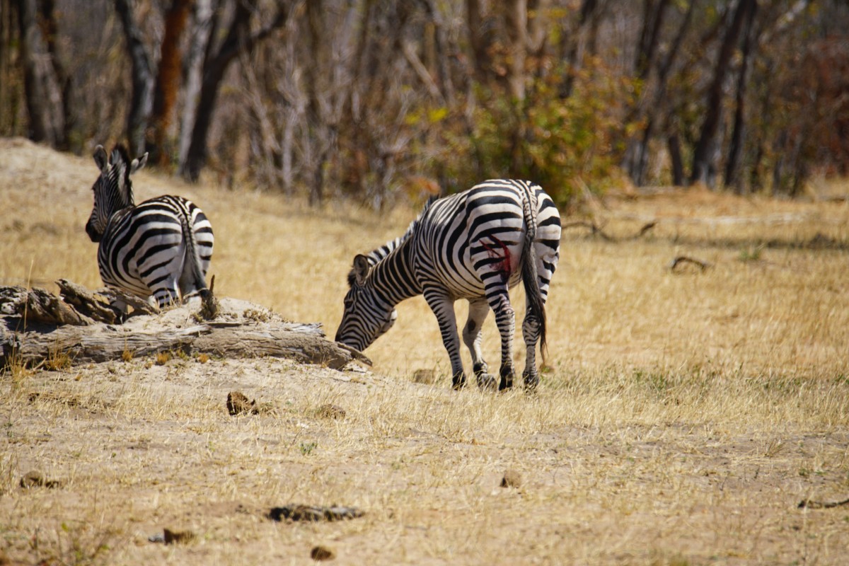Am rechten Hinterbein verletztes Zebra