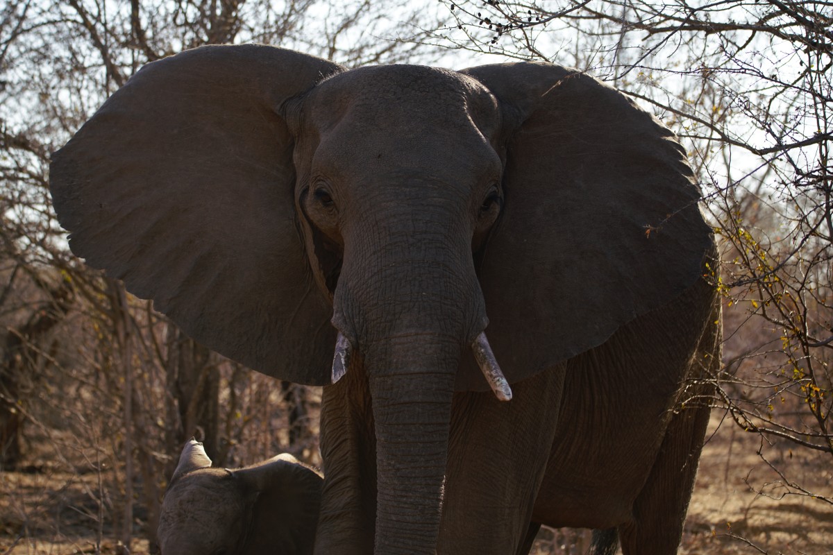 Frontalansicht eines Elefanten