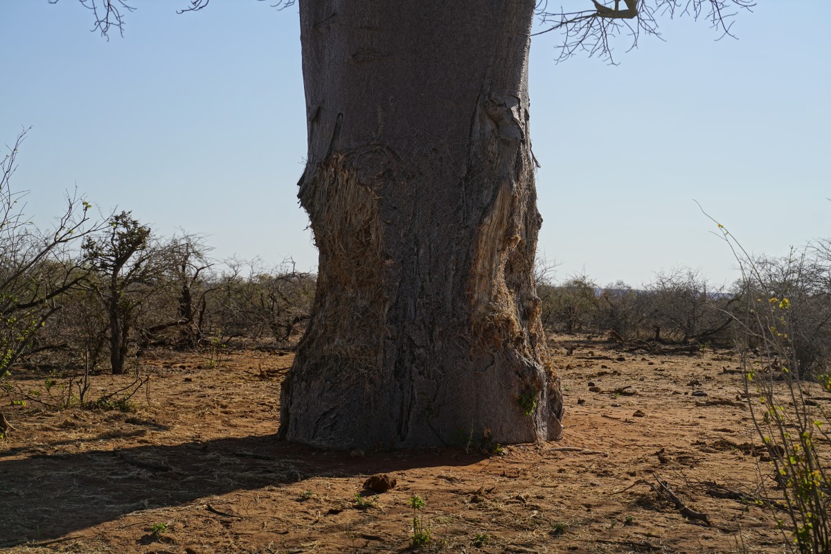 Elefantenschaden an Affenbrotbaum