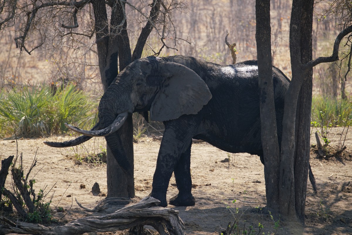 Elefant mit großen Stoßzähnen reibt sich an einem Bauzm