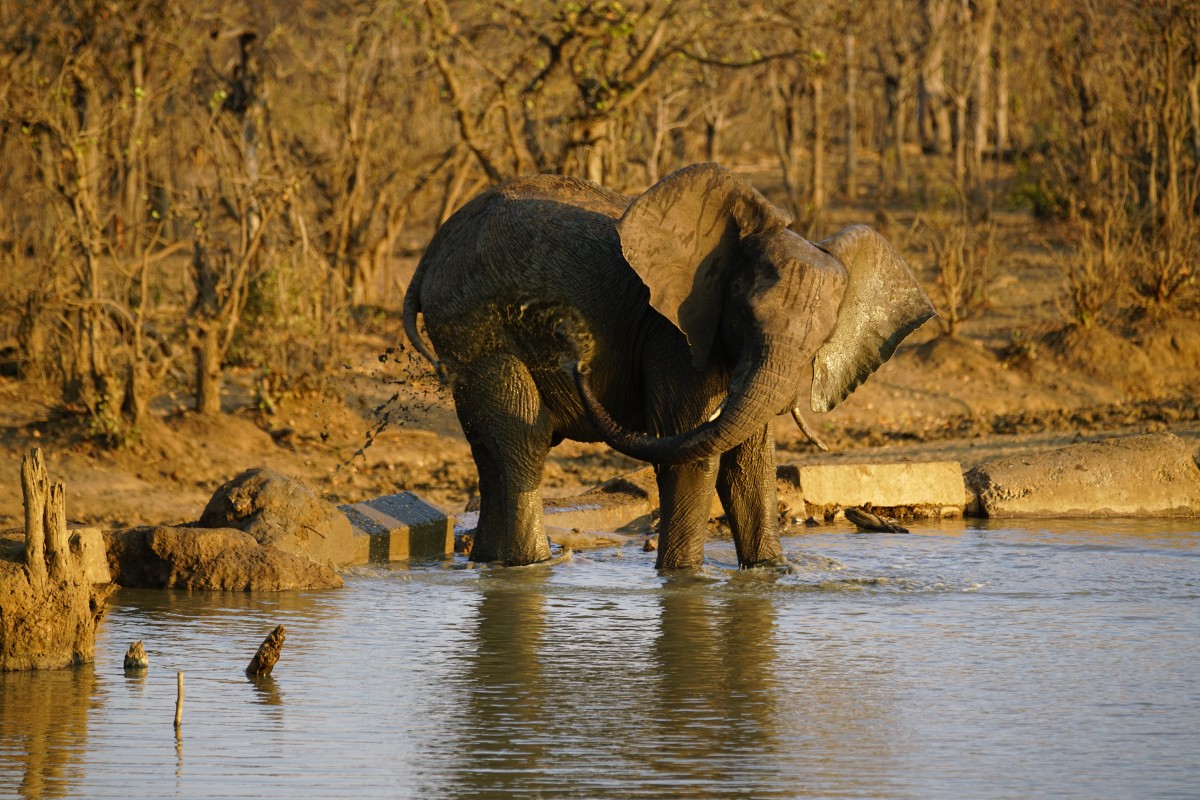 Ein Elefant macht Schlammbad