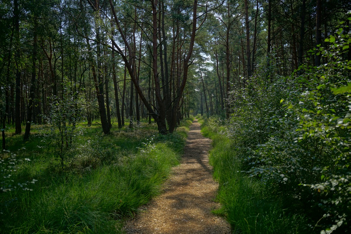 Waldweg mit Rindenmulch