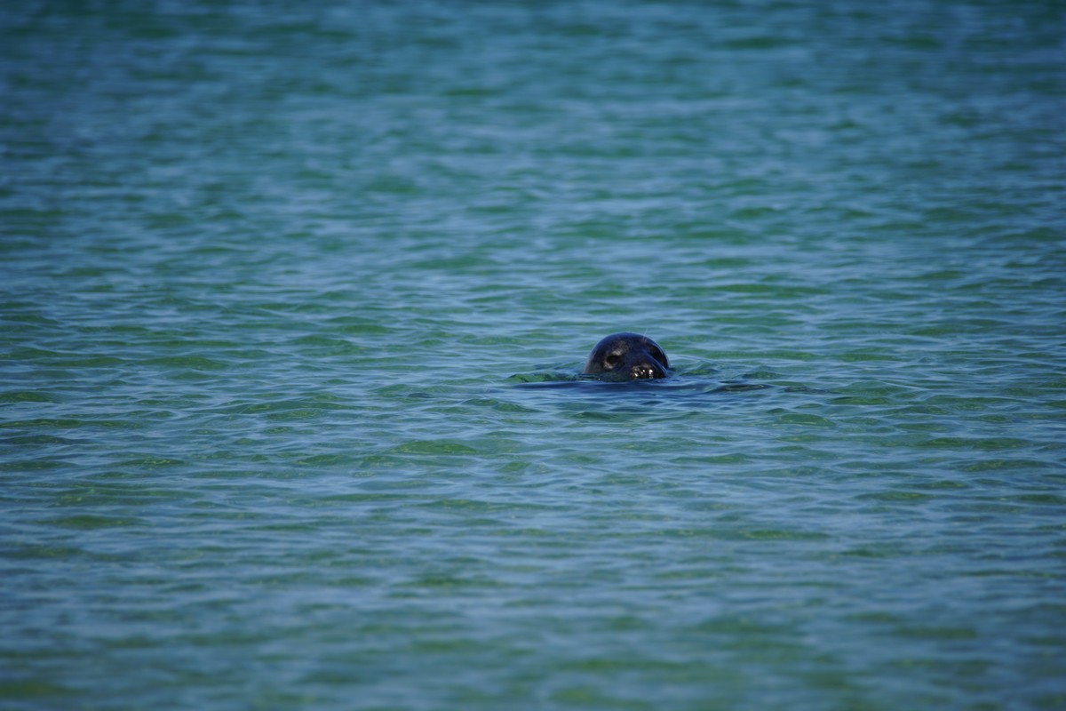 Seehundkopf ragt aus dem Wasser