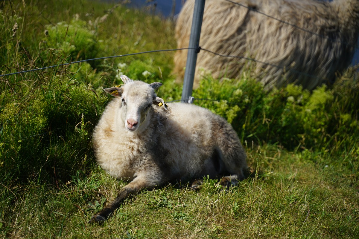 Schaf liegt auf dem Oberland auf einer Wiese