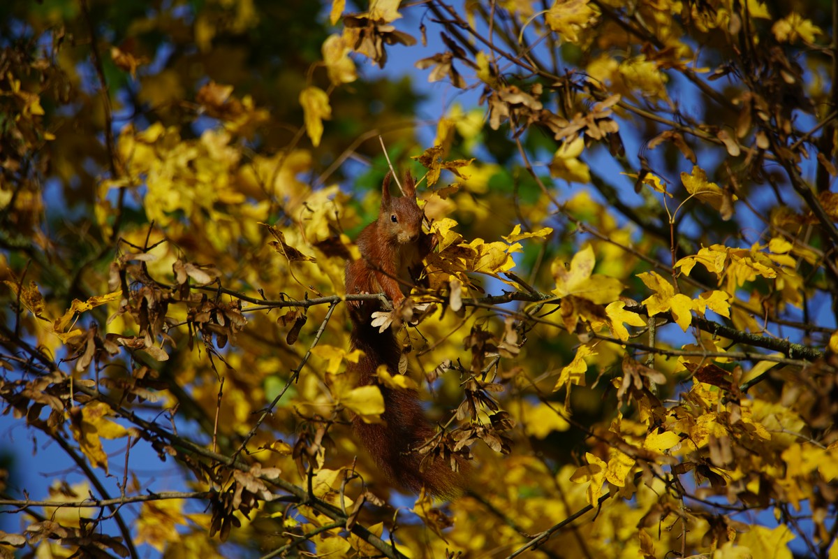 Eichhörnchen in gelben Blättern