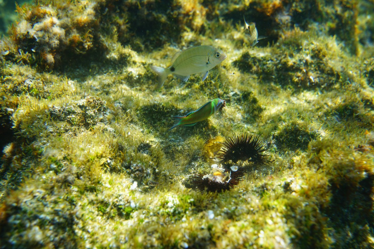 Ein männlicher Meerpfau trägt ein Stück Seeigel im Maul