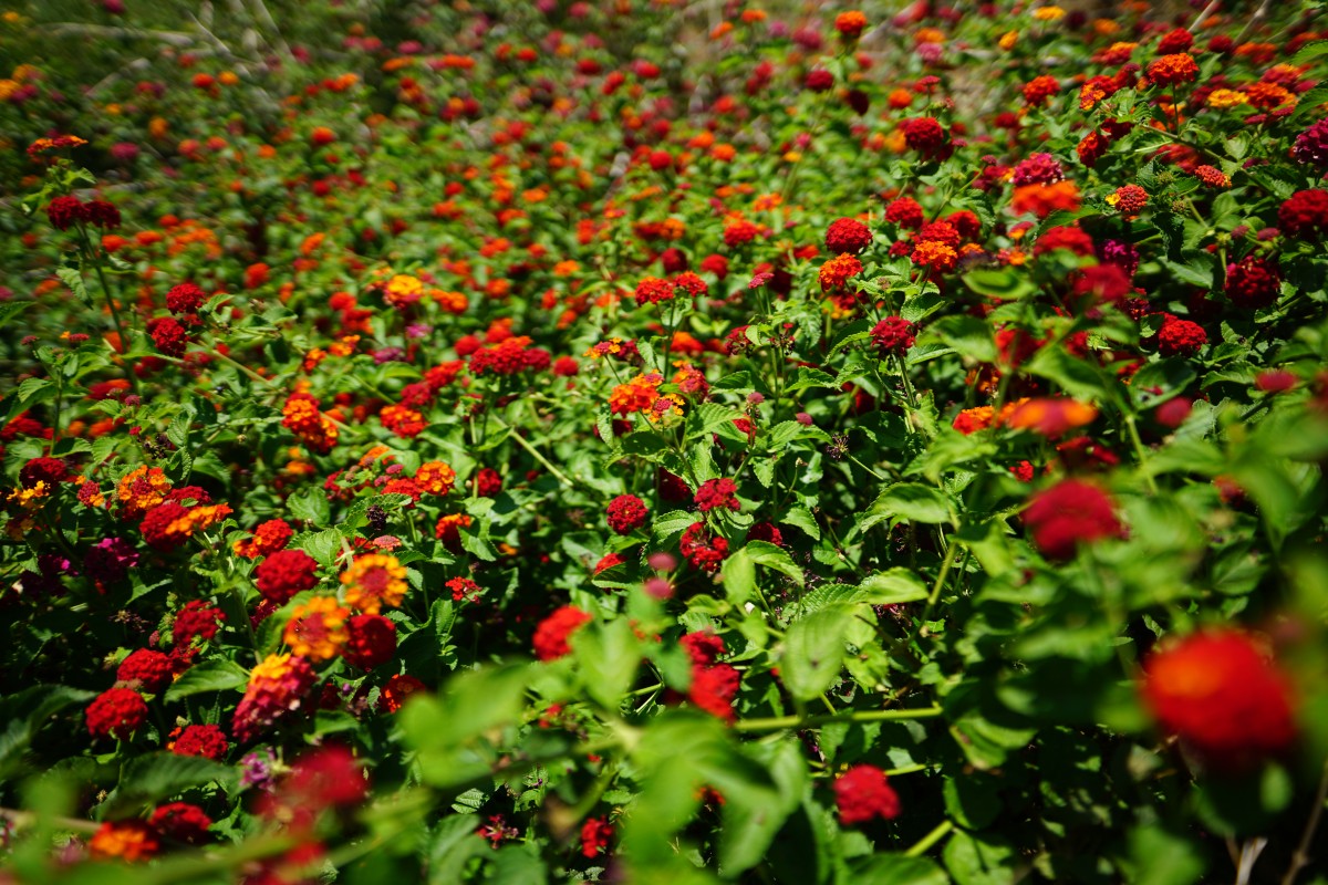 Rote Blumen am Kourna-See