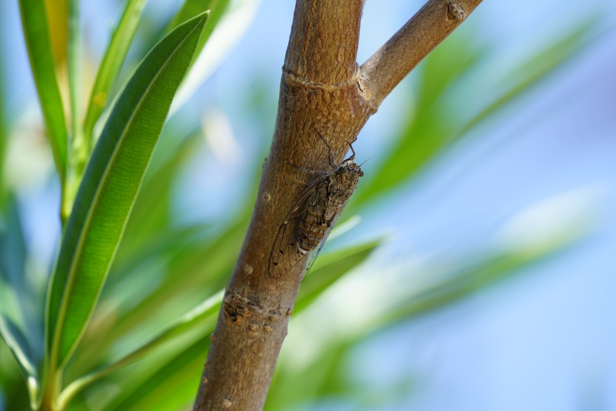 Singzikaden-Männchen an einem Zweig