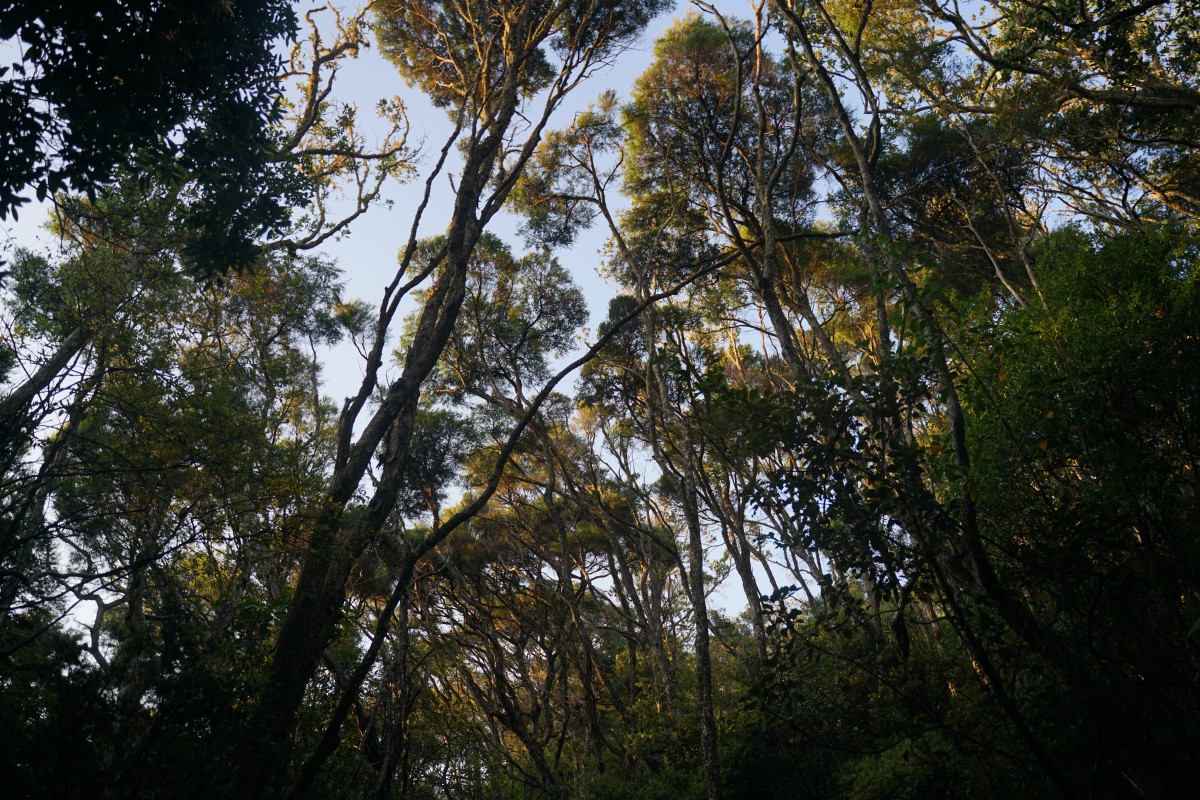 Baumkronen auf Rangitoto Island