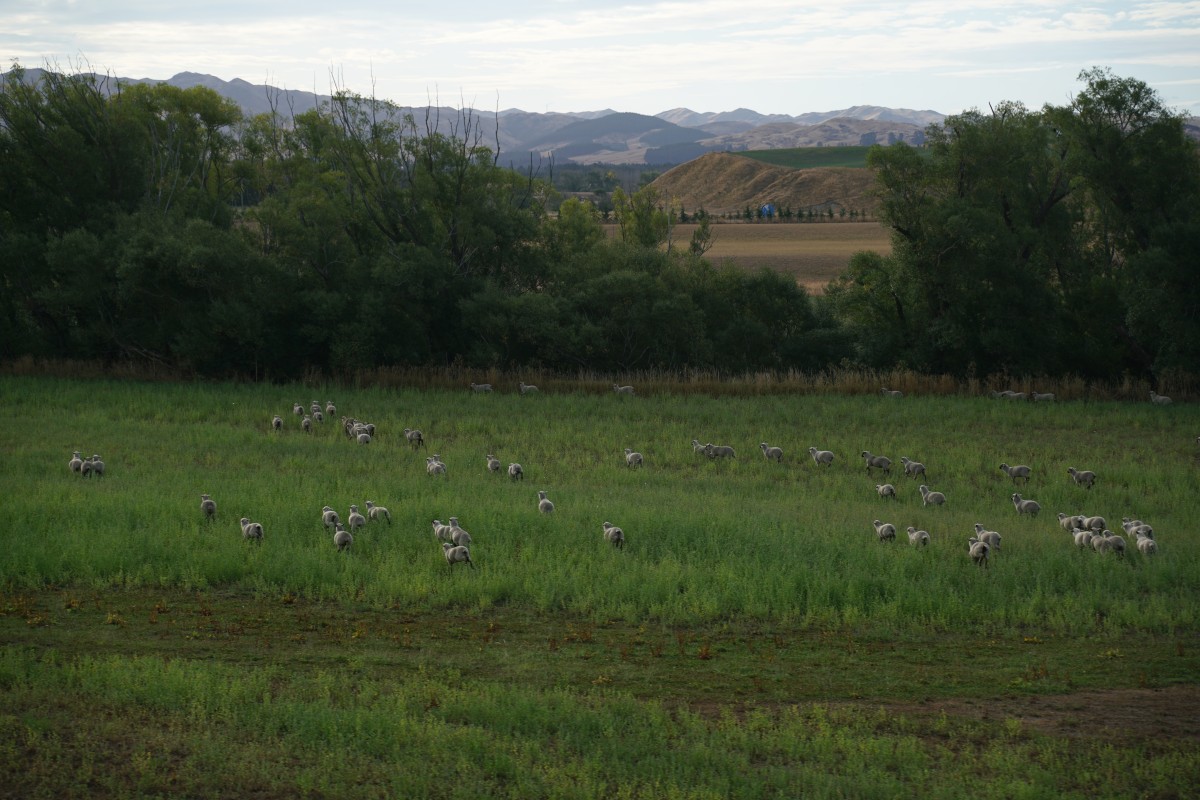 Schafe flüchten