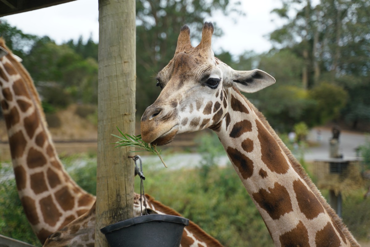 Giraffe mit Weidenzweig
