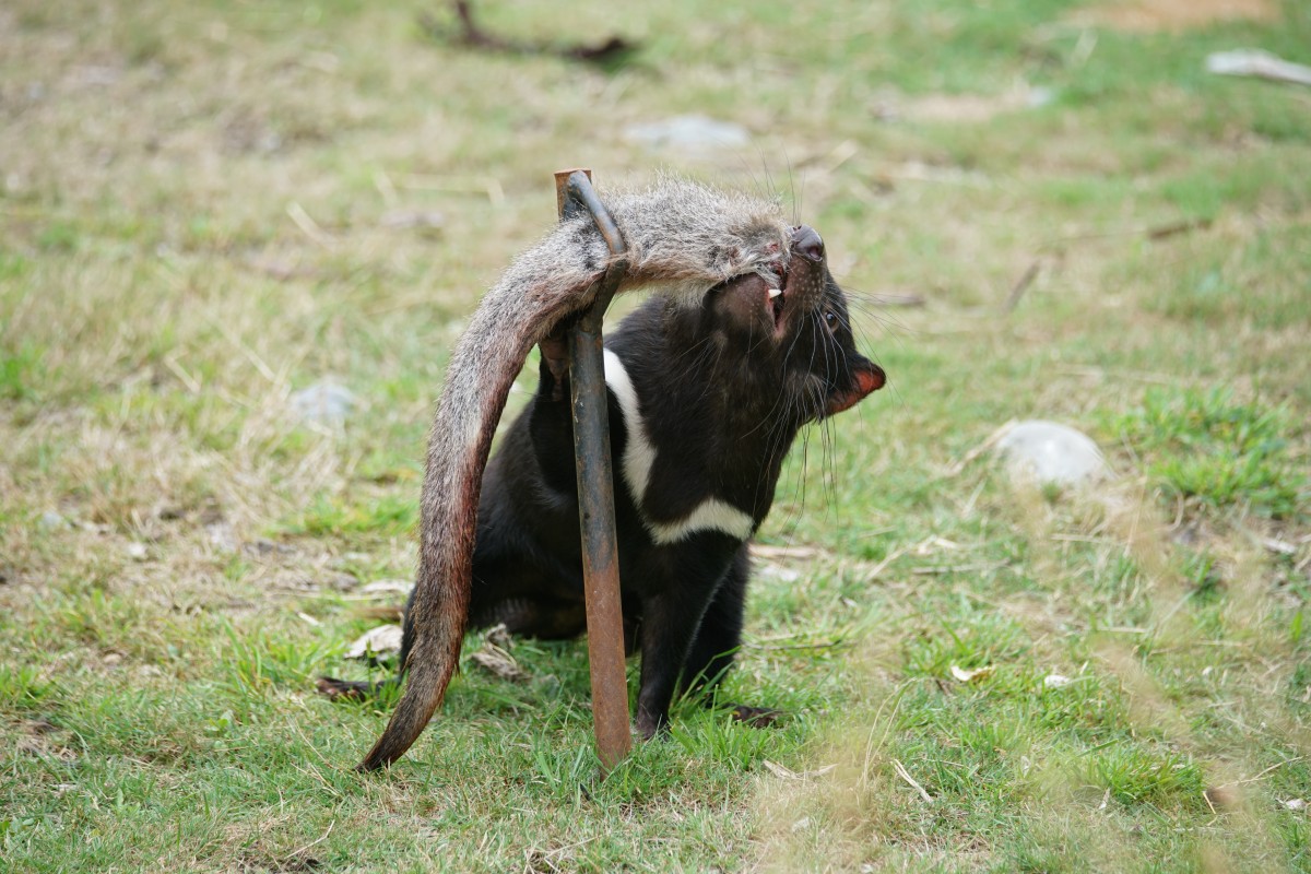 Tasmanischer Teufel untersucht Wallaby-Schwanz