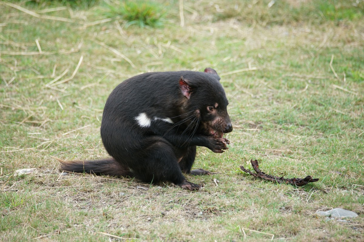 Tasmanischer Teufel frisst wie ein Eichhörnchen