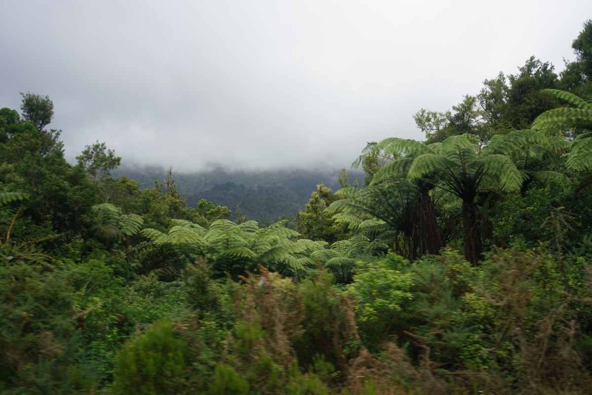 Tropische Vegetation im Süden der Coromandel-Halbinsel