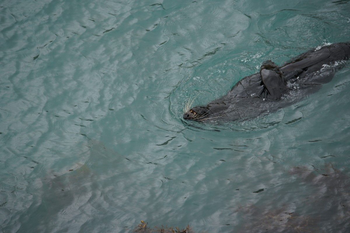 Neuseeländischer Seebär schwimmt