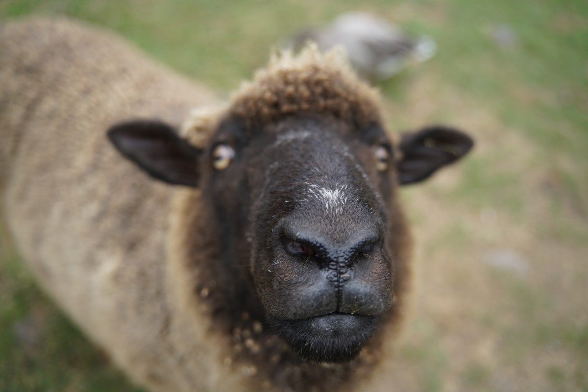Romney-Schaf guckt in die Kamera