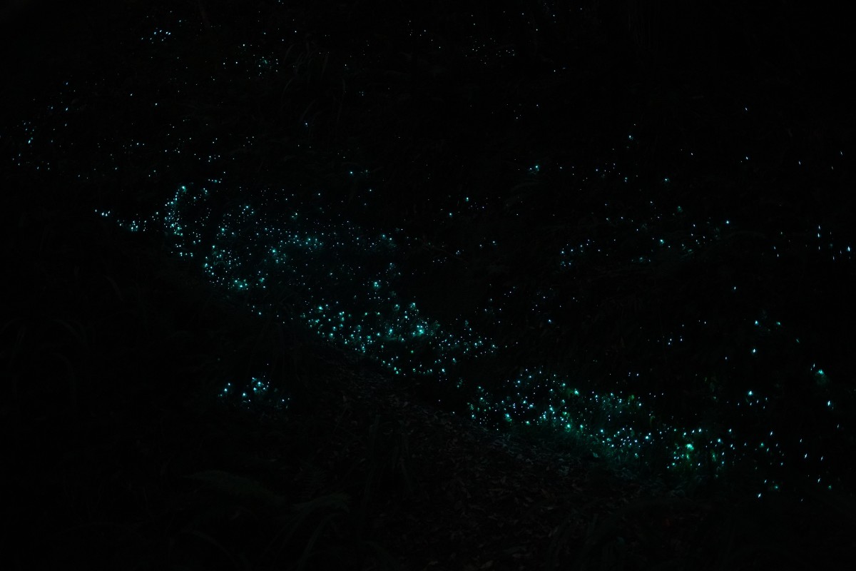 Glow-worm Dell