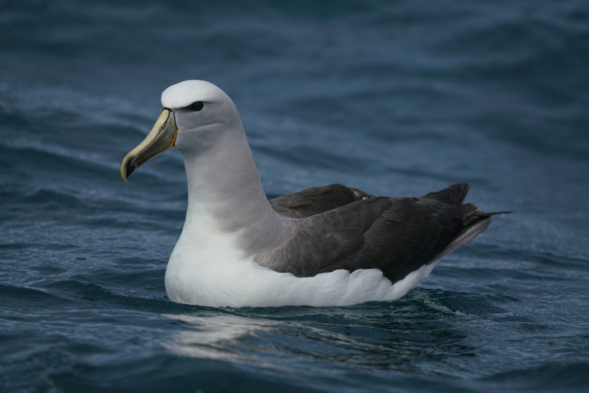 Thalassarche-Albatros