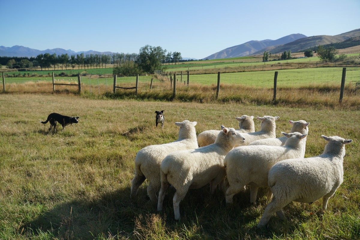 Die Hütehunde treiben sieben Schafe