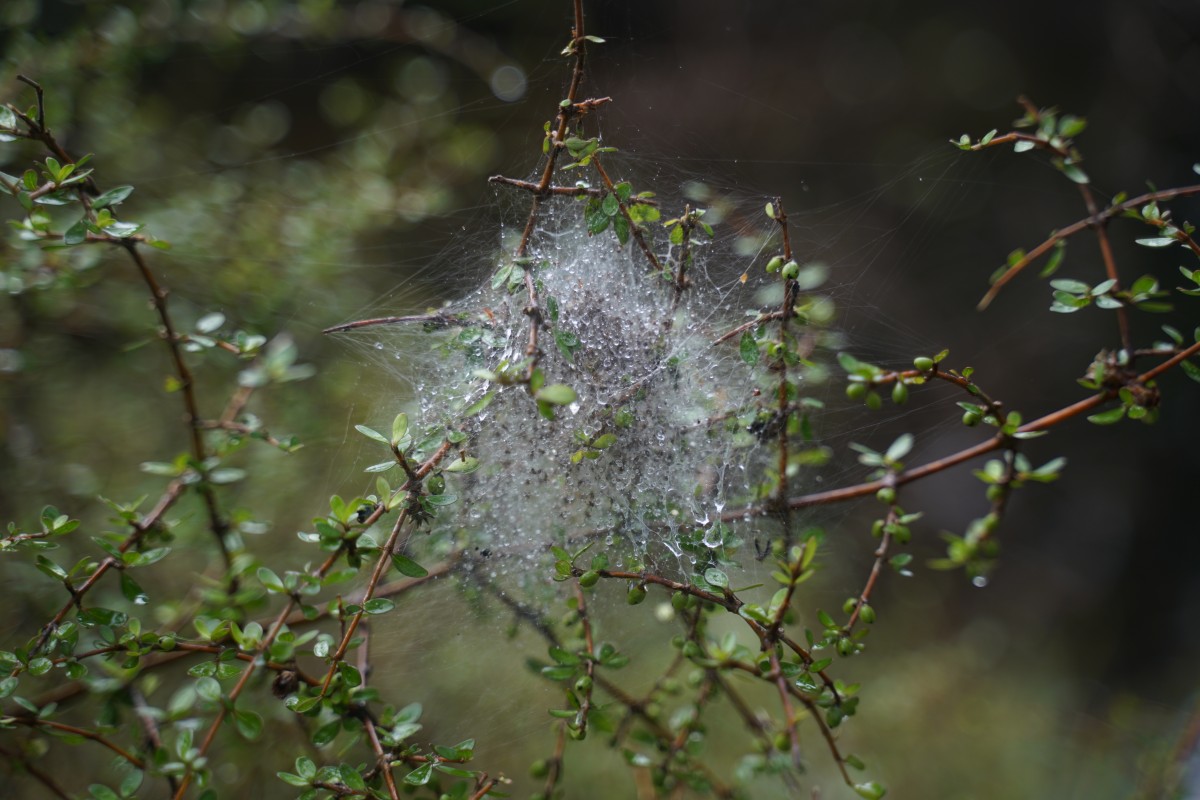 Spinnennetz von Dolomedes minor