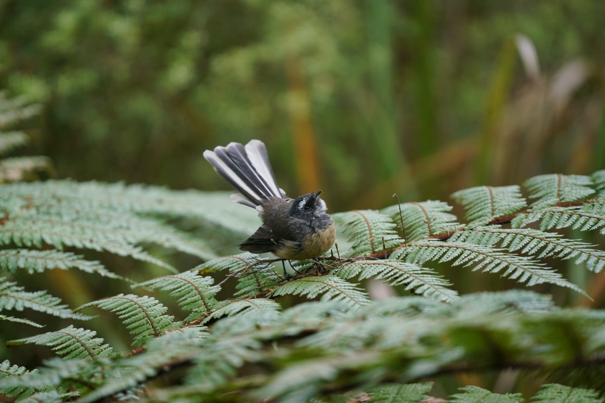 Neuseelandfächerschwanz auf einem Farn