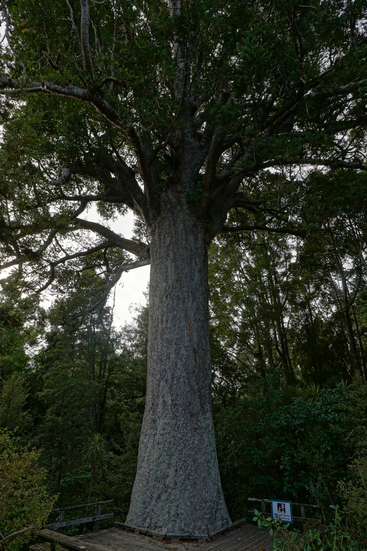 Kauri-Baum