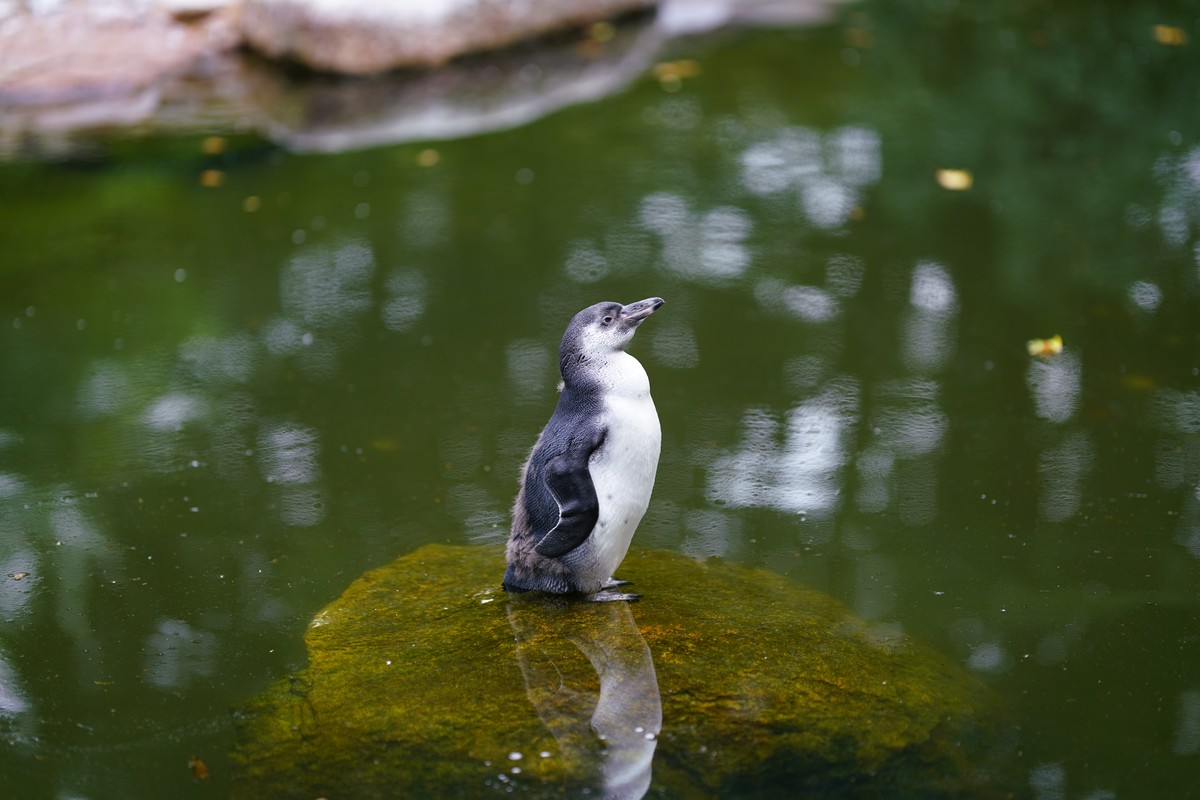 Pinguin spiegelt sich im Wasser