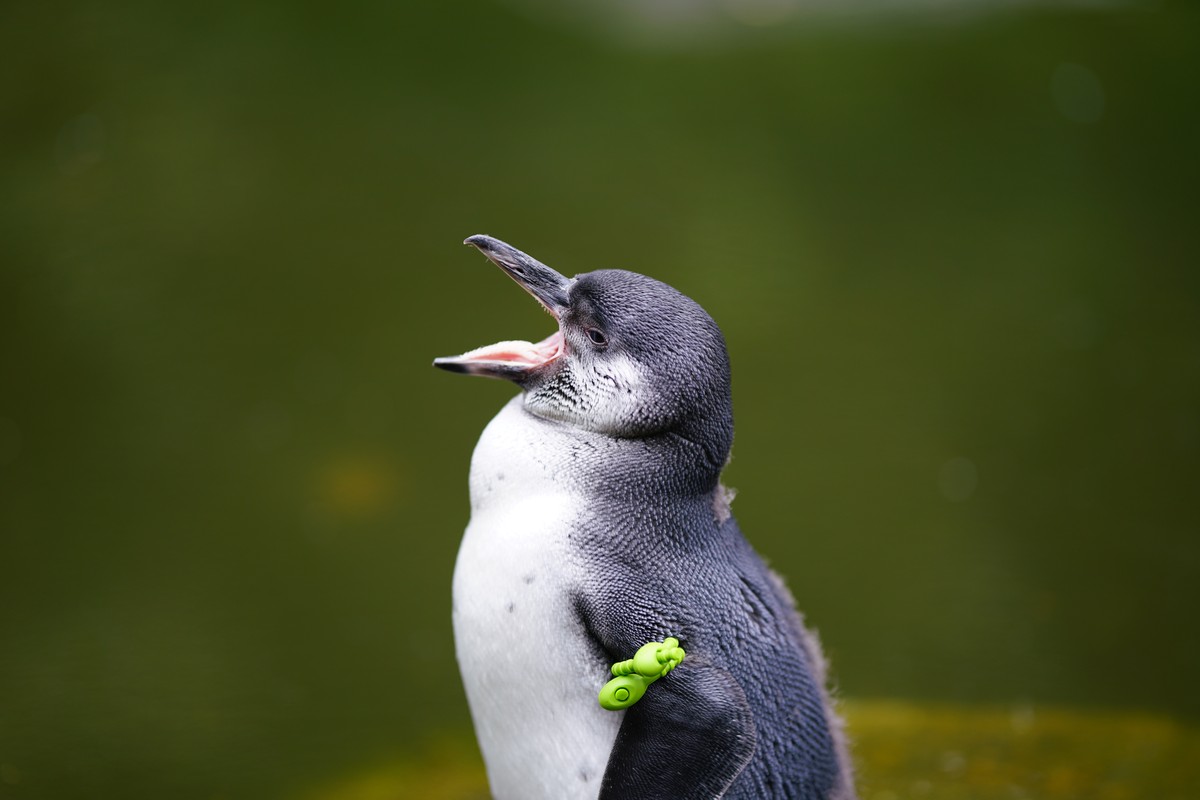 Pinguin mit weit geöffnetem Schnabel