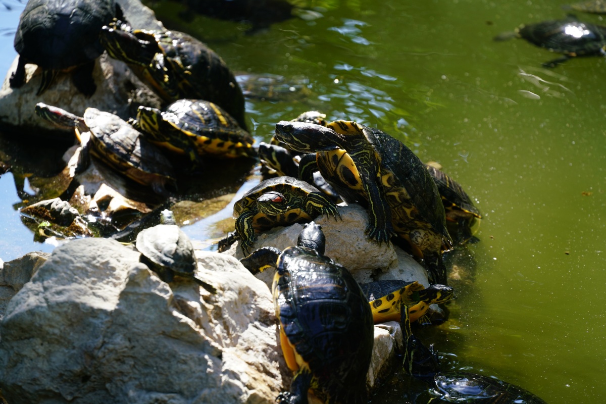 Schildkröten in einem Teich beim Zentralen See des Nationalgartens