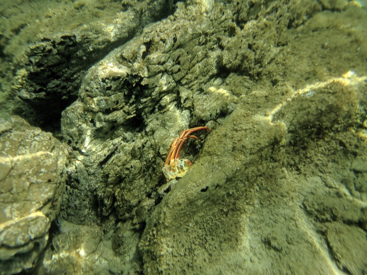 Überreste einer Krabbe