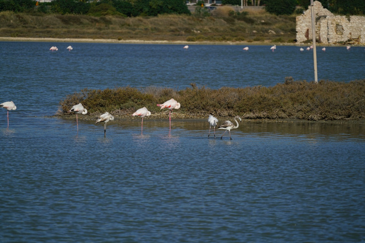 Flamingos in den Salinen von Cagliari