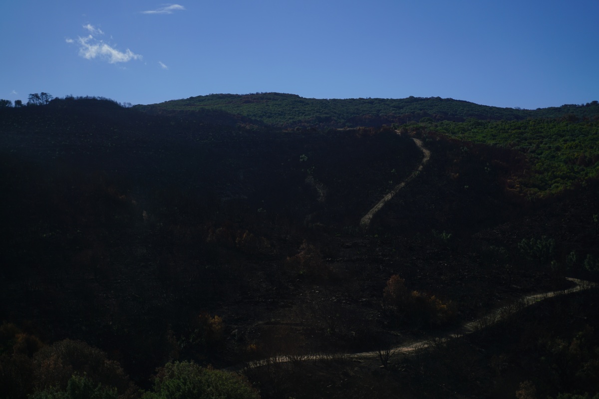 Reste eines Waldbrandes auf Sardinien