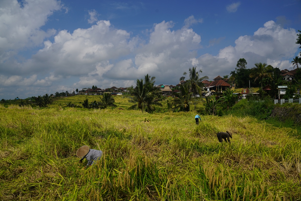 Arbeiter auf den Jatiluwih-Reisterrassen auf Bali
