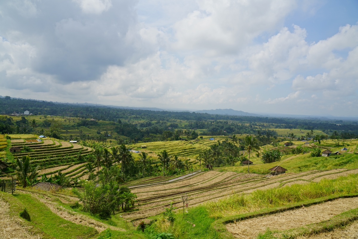 Blick über die Jatiluwih-Reisterrassen auf Bali