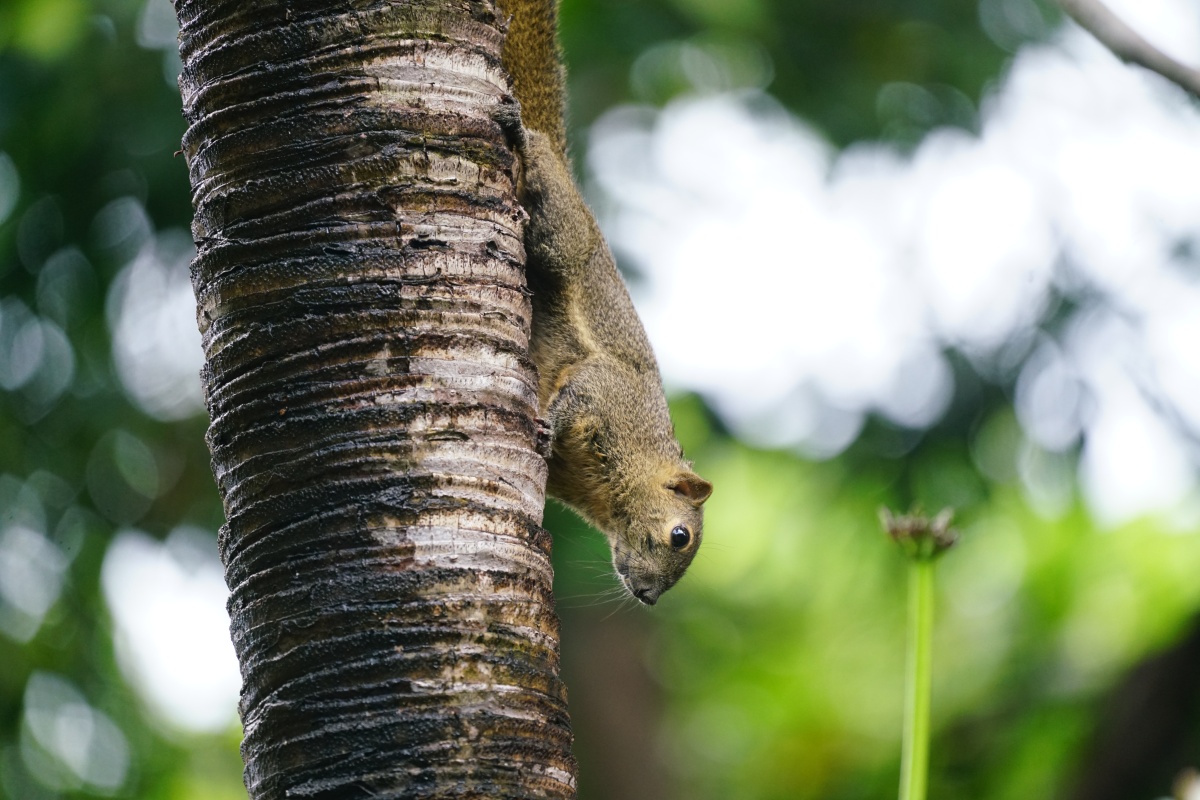 Bananenhörnchen in Lovina auf Bali
