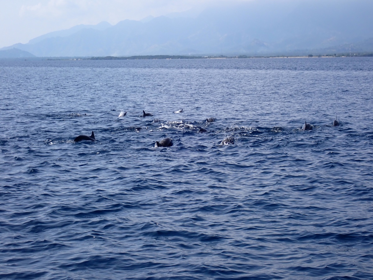 Delfine vor Menjangan Island vor Bali