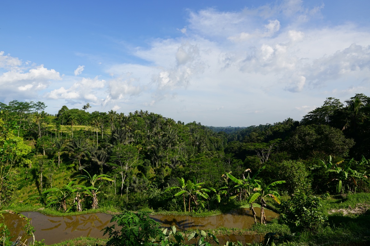 Reisterrassen nördlich von Sebatu auf Bali