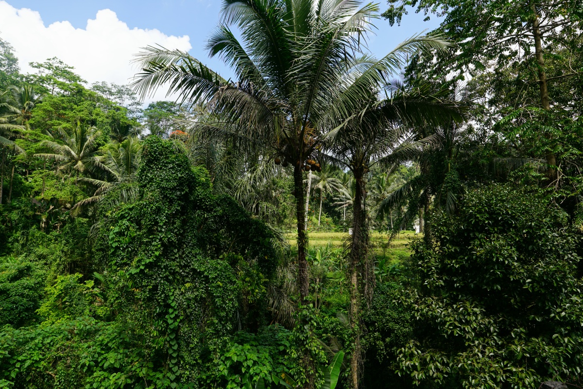 Dschungel und Reisterrassen von Candi Gunung Kawi auf Bali