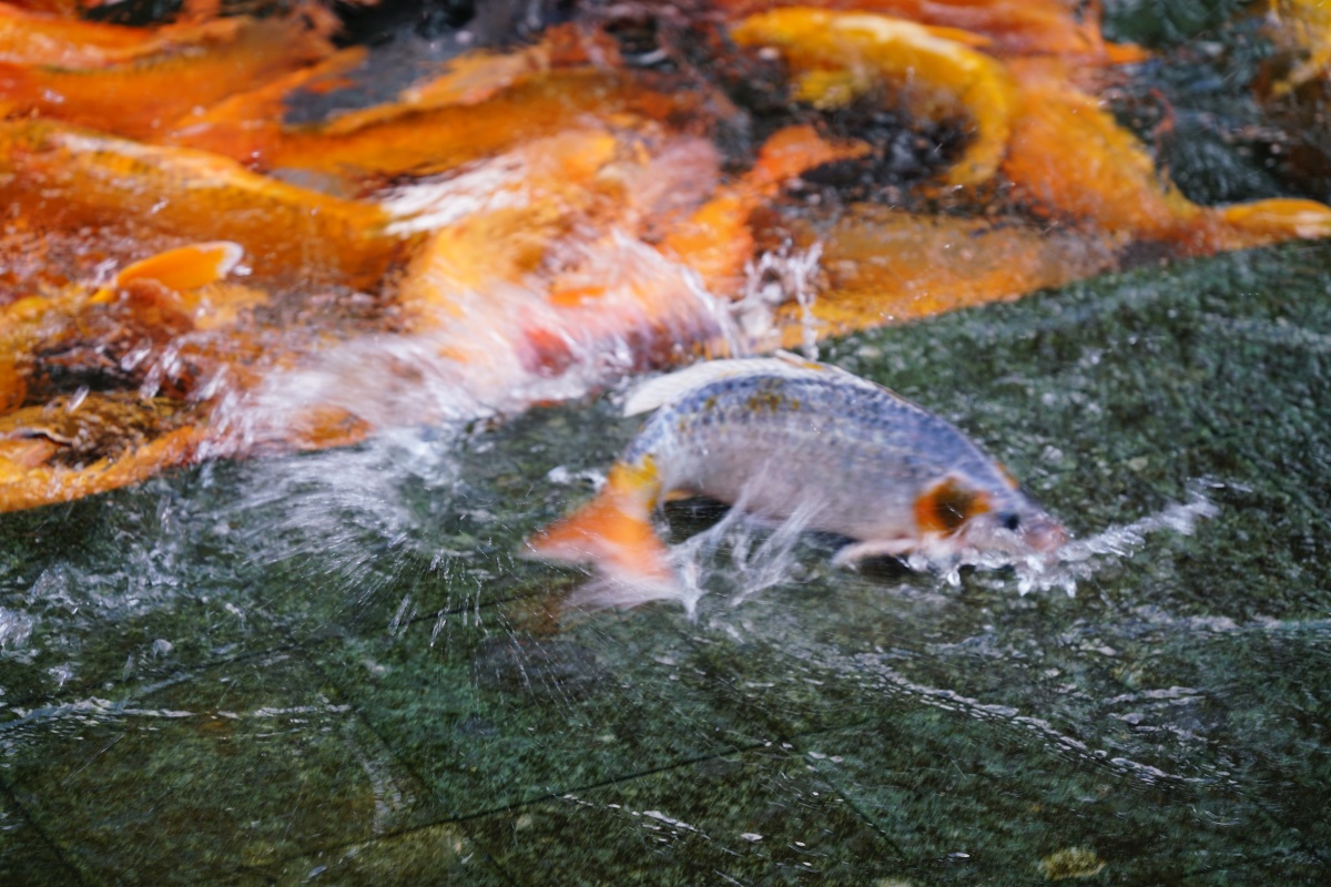 Panischer Fisch versucht wieder ins Wasser zu kommen