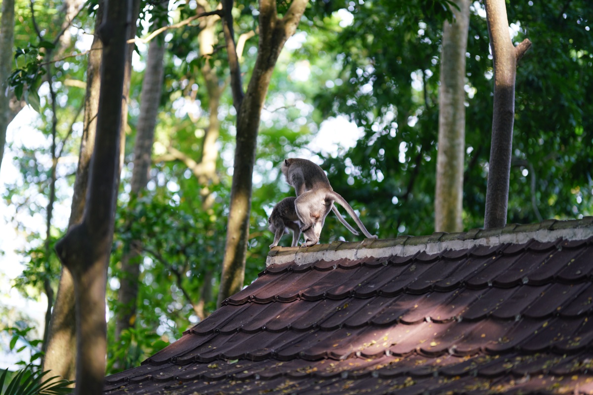Javaneraffen beim Sex im Affenwald von Ubud auf Bali