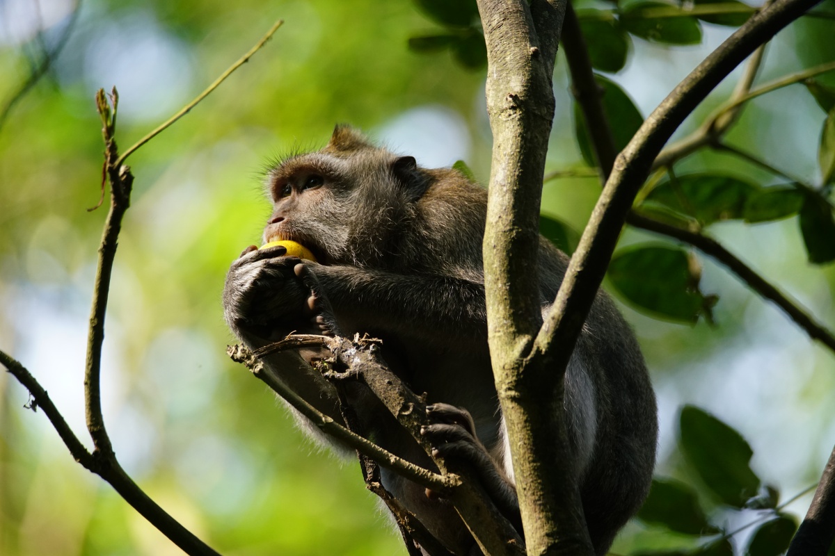 Javaneraffe im Affenwald von Ubud auf Bali frisst